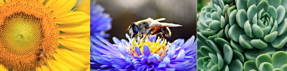 Bestes günstiges Makroobjektiv 2025/2026