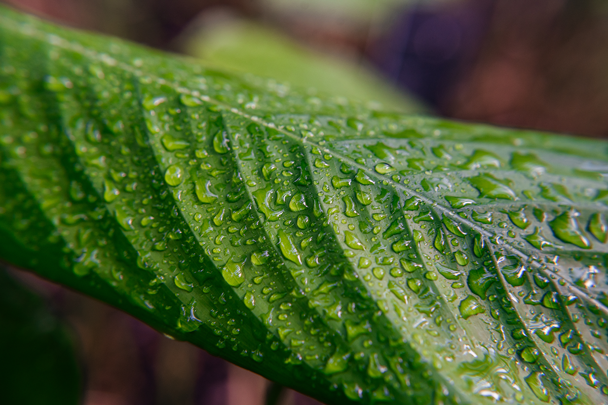 Grünes Blatt mit Wassertropfen als Makroaufnahme
