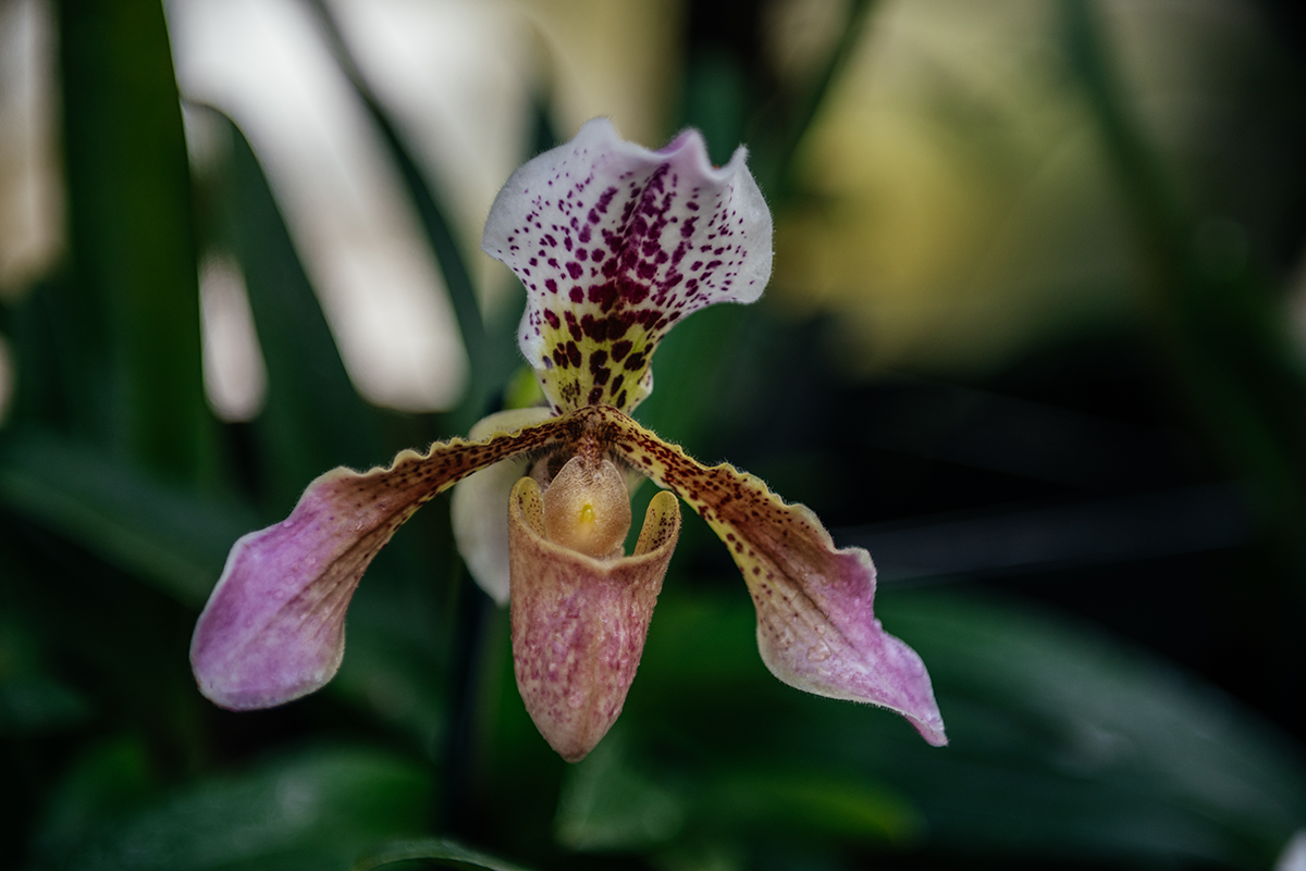 Gefleckte Orchidee als Makroaufnahme in den Glasgow Botanic Gardens