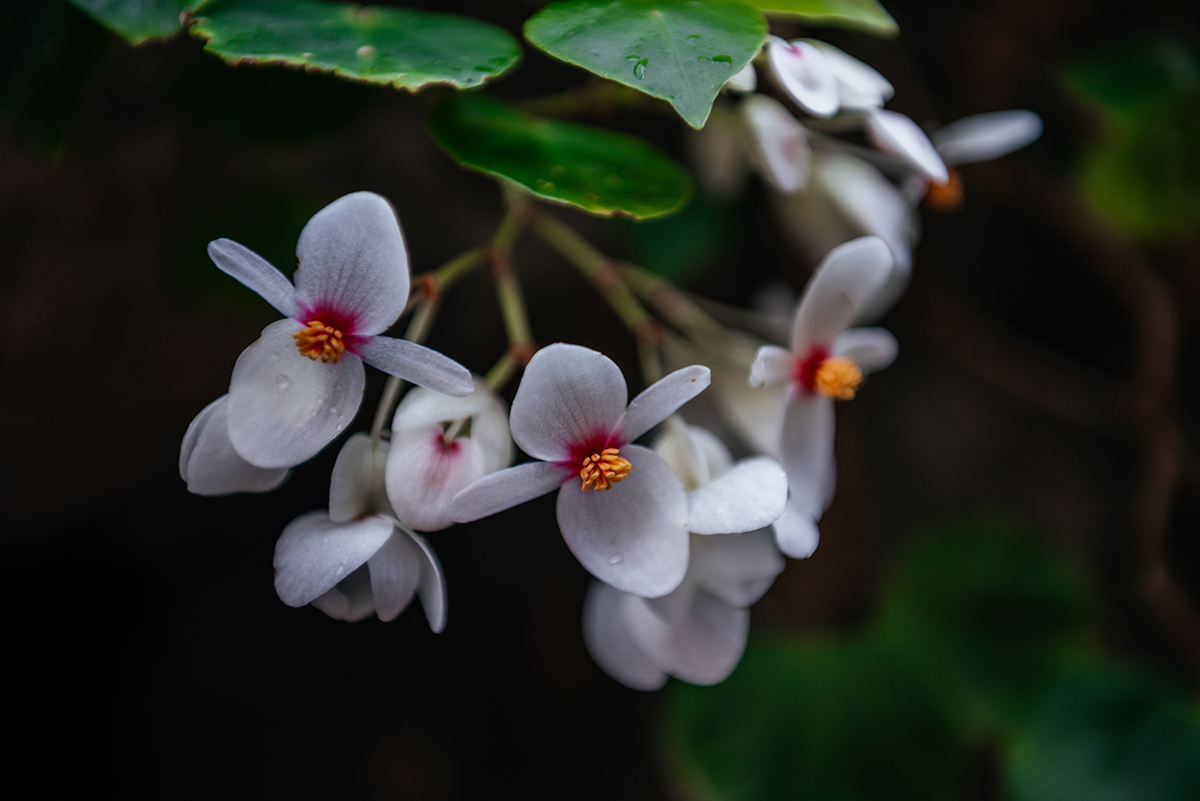 Weiße Blütengruppe, fotografiert in den Glasgow Botanic Gardens mit einer JJC +4 Nahlinse