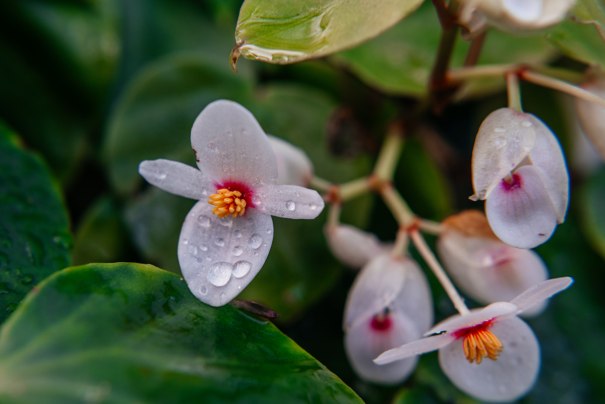 Weiße Blüte mit Regentropfen als Makroaufnahme in den Glasgow Botanic Gardens