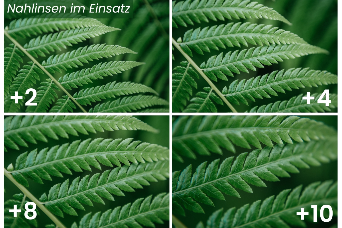 Budget-Makro mit dem JJC Close-Up Kit