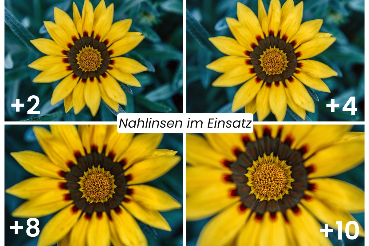 Close-Up Filters in Action – gelbe Blume mit +2, +4, +8, +10 fotografiert