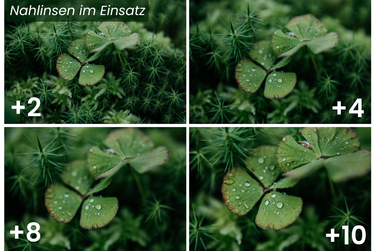 Budget-Makro mit dem JJC Close-Up Kit