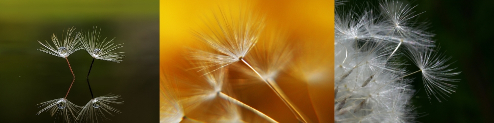 Makrofotografie